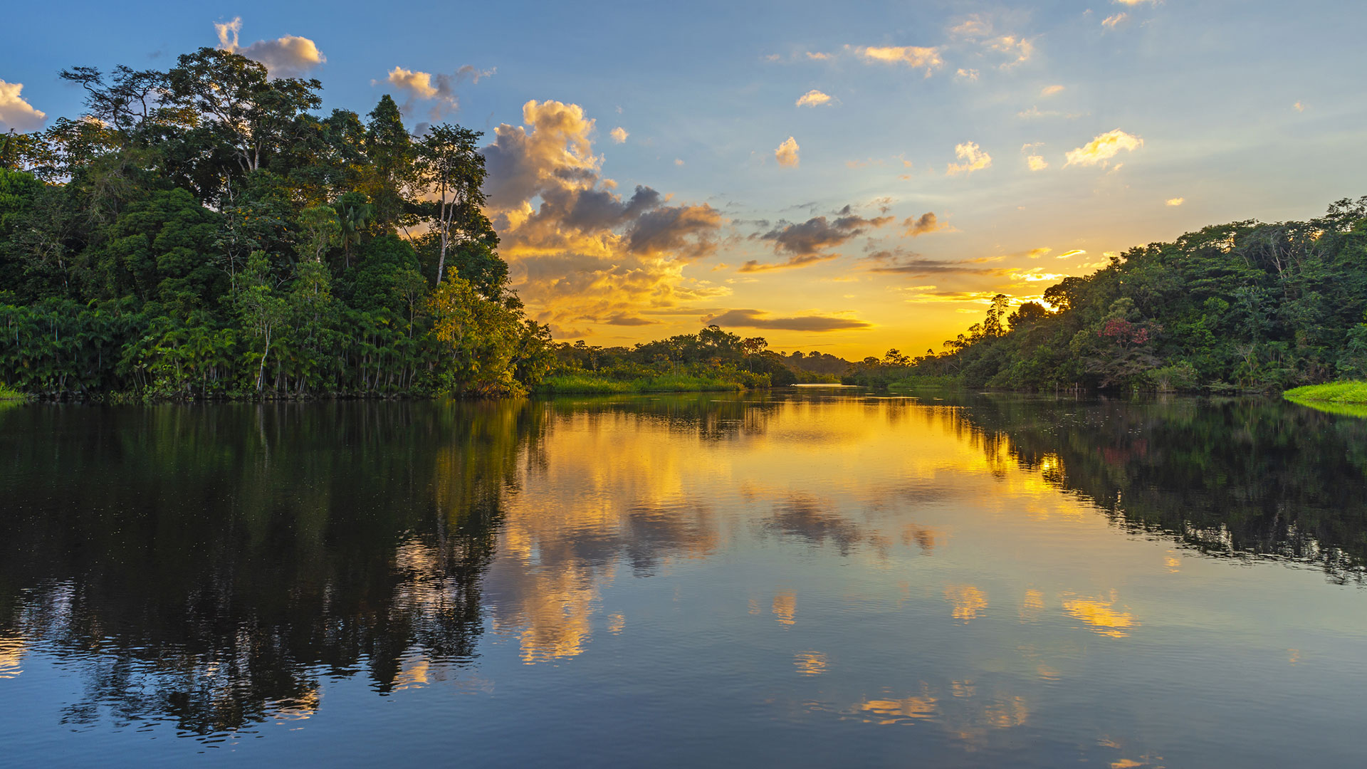 Rainforest trees reflected in a calm river at sunset